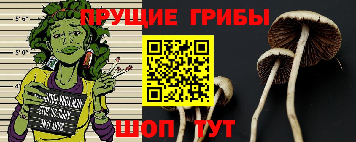 Псилоцибиновые грибы Psilocybine cubensis  закладки  Сызрань  Вход с VPN 